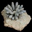Spectacular Fossil Club Urchin - Morocco #4768-2